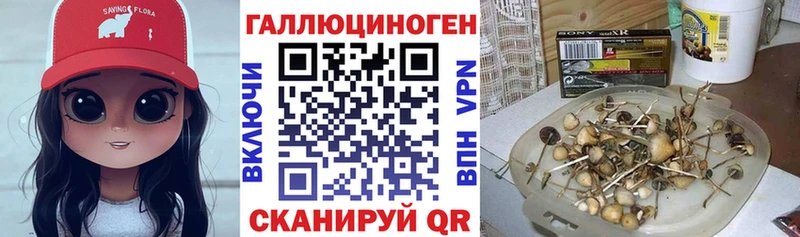 блэк спрут зеркало  наркотики  Щёлково  Галлюциногенные грибы GOLDEN TEACHER 